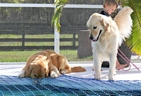 Dog Pool Safety - Dogs, Pets & Pool Nets | Katchakid