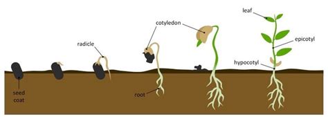 Germination of Seed Class 5 - CBSE Class Notes Online - Classnotes123