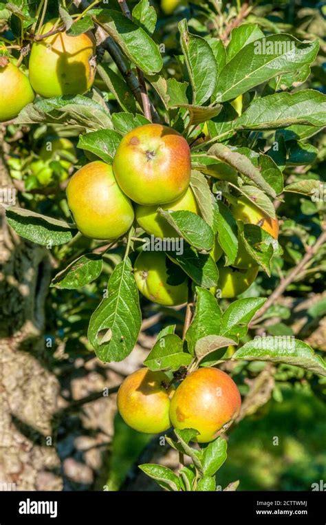 Sturmer pippin apples hi-res stock photography and images - Alamy