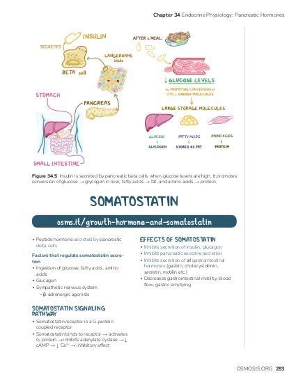 Somatostatin | Osmosis