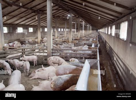 Small Pig Farm for breeding hogs Stock Photo - Alamy