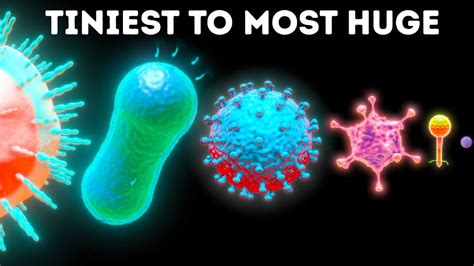 Microbes From Smallest to Largest - YouTube