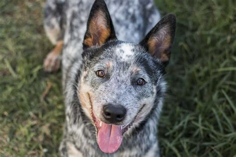 A List of the Best Blue Heeler Names for Your Australian Cattle Dog - K9 Web