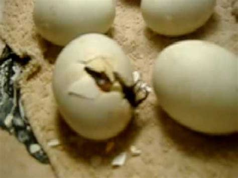 Mallard Egg Hatching - YouTube