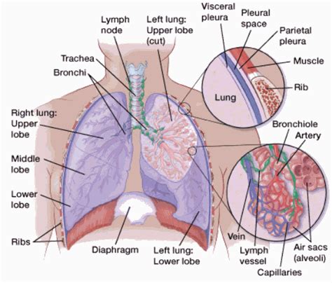 What Are Lung Carcinoid Tumors? | American Cancer Society