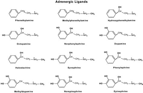 Synergistic Contributions of the Functional Groups of Epinephrine to Its Affinity and Efficacy ...