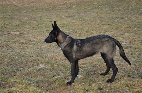 Pin on Belgian Malinois