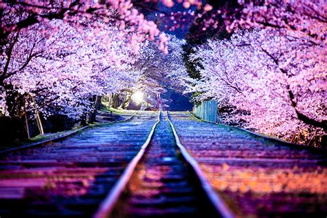 21 Of The Most Beautiful Japanese Cherry Blossom Photos Of 2014 | Bored Panda