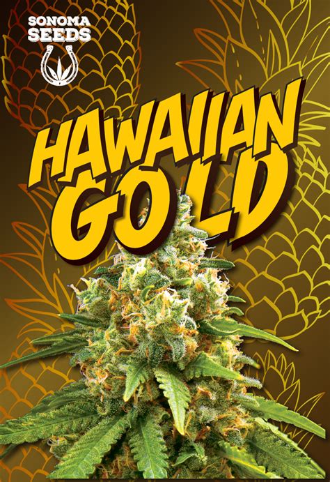 Hawaiian Gold Seeds Autoflower | Sonoma Cannabis Seeds