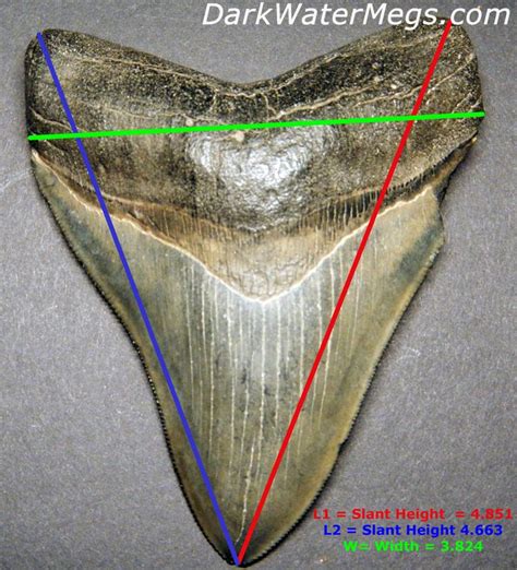 How to measure a megalodon shark tooth.