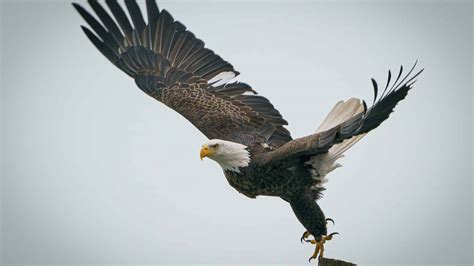 El águila como animal de poder a porta fuerza, vitalidad, renovación, pasión, nobleza y valentía ...