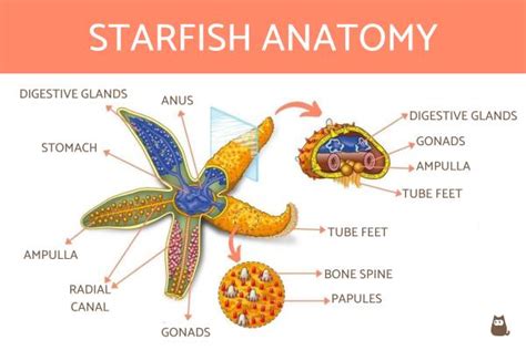 Starfish Anatomy