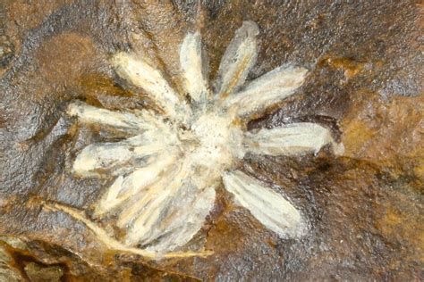 .8" Fossil Reproductive Structure (Amersinia) - North Dakota (#165065) For Sale - FossilEra.com