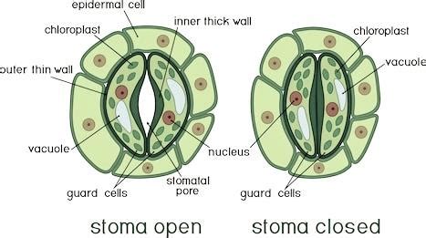 What are stomata? Write its functions?