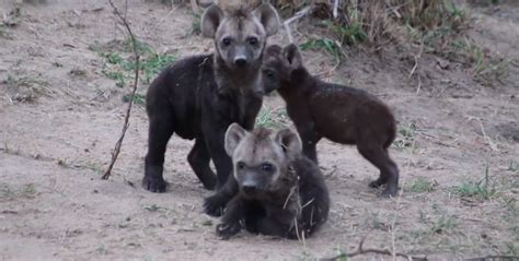 Tough week? This trio of hyena cubs will help | Cute | Earth Touch News