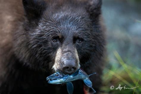 Lake Tahoe Photo Gallery | Lake Tahoe Wildlife | Mortality Reached