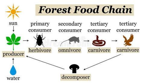 Forest Food Web Examples