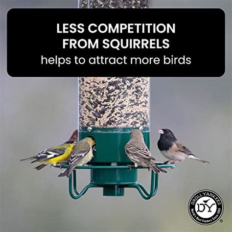 Squirrel Spinning Bird Feeder: How It Works and Why You Need One