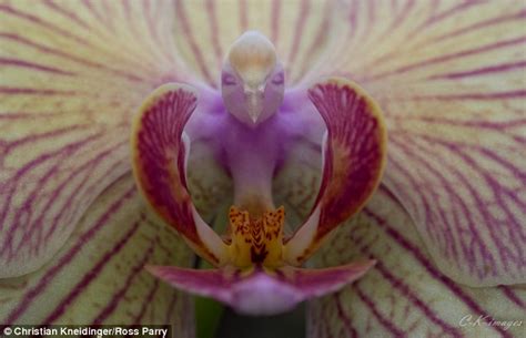 Photographer Christian Kneidinger catches pictures of orchid that looks ...