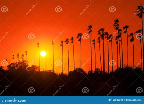 Palm Trees Against Beautiful Sunset in Los Angeles, California Stock ...