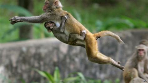 India employs 40 mimics to scare off parliament monkeys - BBC News