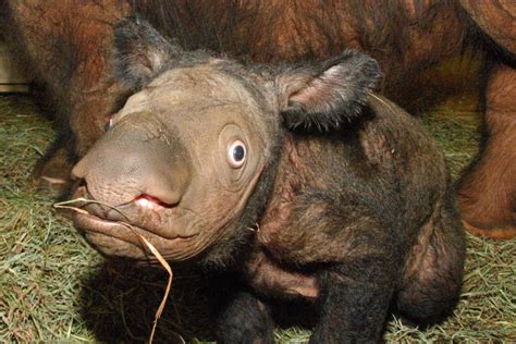 From Indonesia to Ohio: the struggle to breed Sumatran rhinos in captivity