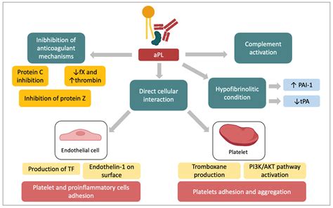 IJMS | Free Full-Text | Antiphospholipid Syndrome in Pregnancy: New and Old Pathogenetic Mechanisms