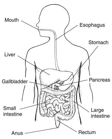 Digestive System Drawing at GetDrawings | Free download