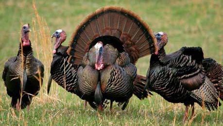 Turkey numbers are down in Oklahoma