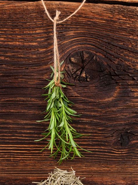 Harvesting Rosemary And How To Dry Rosemary