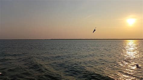 Premium Photo | Birds are flying during sunset in the sea