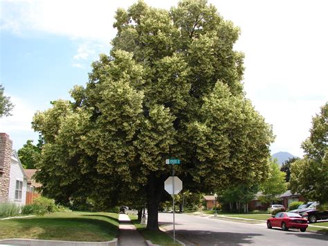 New Utah Gardener: Stop And Smell The Linden Trees!