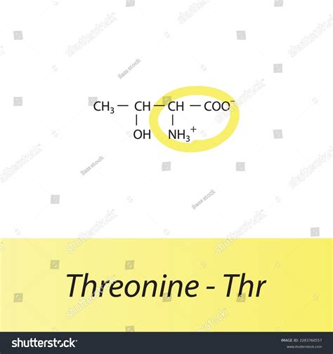 Threonine Thr T Amino Acid Structure Stock Vector (Royalty Free) 2283760557 | Shutterstock