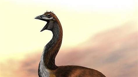 Le Titan de Vorombe remporte le titre de plus gros oiseau du monde - Angers.maville.com