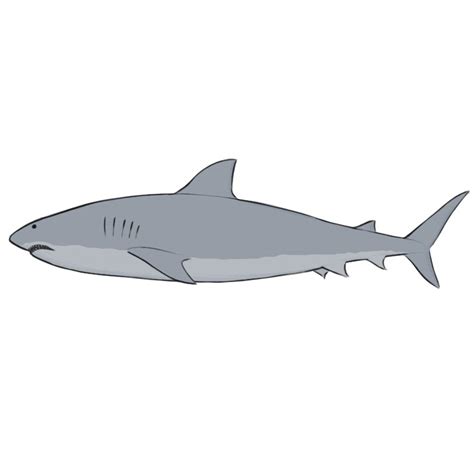 How to Draw a Shark - Easy Drawing Art