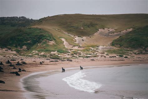 The raw and wild power of the remote Auckland Islands - Young Adventuress