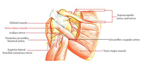 Teres minor Muscle Anatomy – Earth's Lab