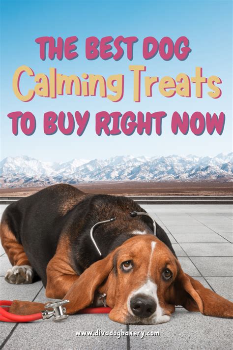 The Best Dog Calming Treats To Buy Right Now