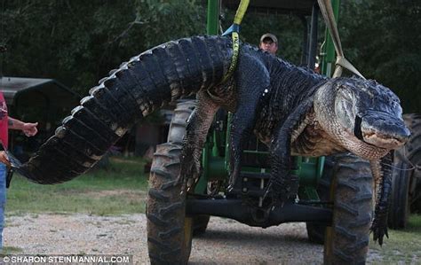 World's biggest American alligator caught by Alabama family goes on ...