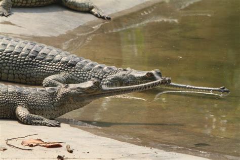 Crocodile Ganges Gavial stock photo. Image of crocodile - 40816340