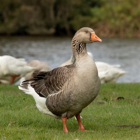 Discovering the Treasures of Pilgrim Geese - Save The Eagles