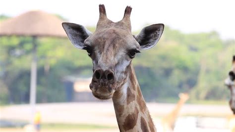 Funny Giraffe Is Chewing, Feeding, Looking At Camera, Head Close Up. Ears, Horns, Eyes, Wrinkly ...