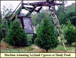 Christmas Tree Trimming (Shaping) at Shady Pond Tree Farm...