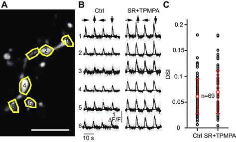 Effects of GABA receptor antagonists on Ca 2 responses to moving bar ...