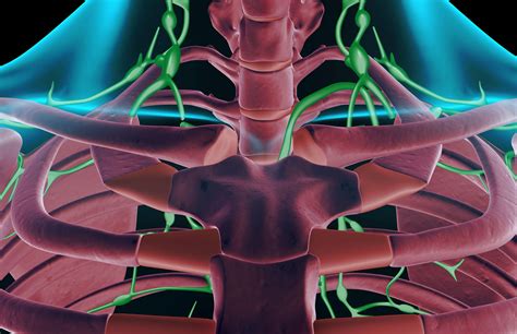 Where are the lymph nodes - guidevirt