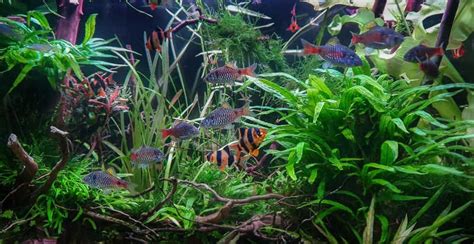 Tiger Barbs Care Guide: Tank Setup, Diet & More!