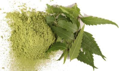 Neem Leaves Powder Manufacturer, Supplier from Pali