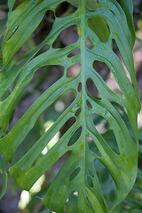 Monstera Deliciosa Leaf 2 Photograph by Rosemary Howard - Pixels