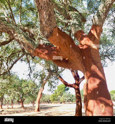 Beautiful cork oak tree in a forest of cork oaks in the Alentejo region ...