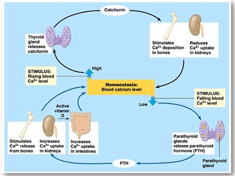 [DIAGRAM] Sugar Homeostasis Diagram - WIRINGSCHEMA.COM